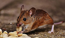 24 Hour & Emergency Exterminators in Watertown, MA